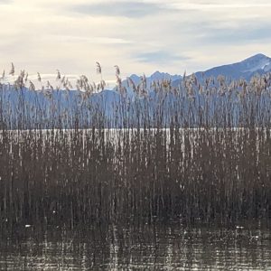 Schilff im Wasser